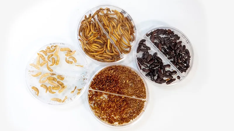 Les insectes élevés par Ÿnsect. © OEB